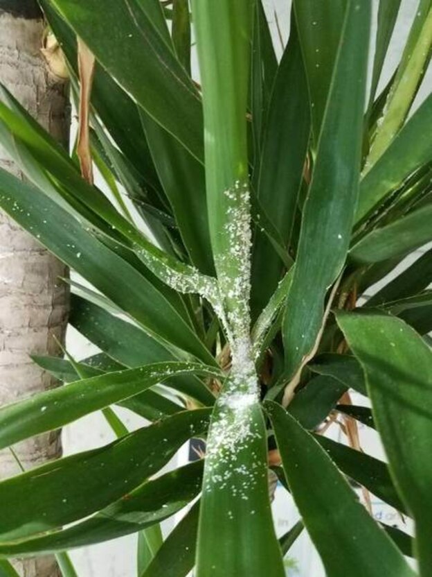  شپشک آردی 