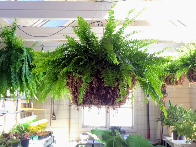 boston fern