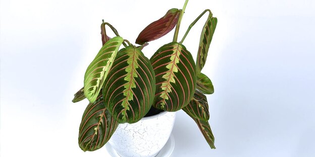  گیاه آپارتمانی 2