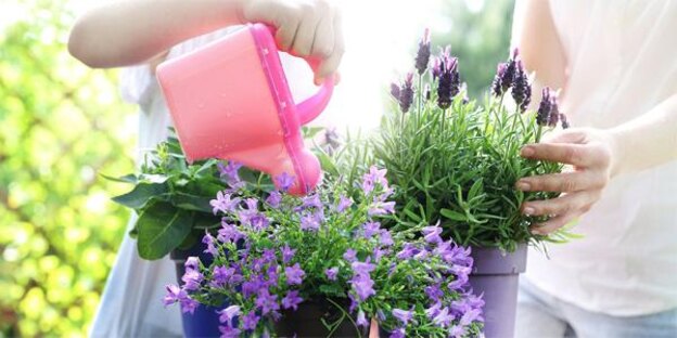 فضای سبز