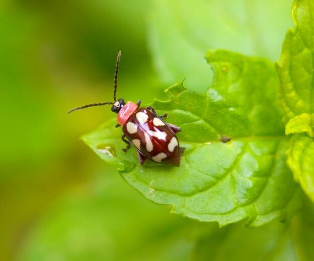 سمپاشی باغچه 2