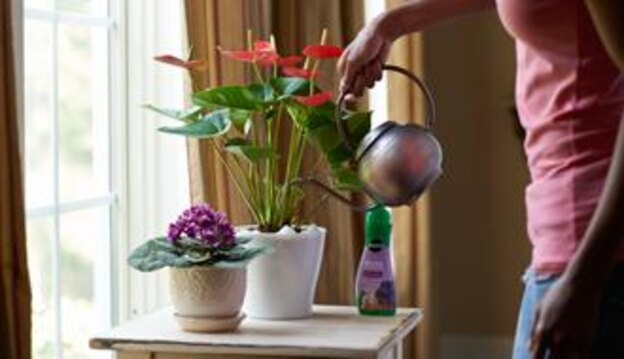 نگهداری گیاه آپارتمانی