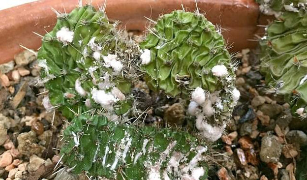 سفیدک پنبه ای روی گیاه