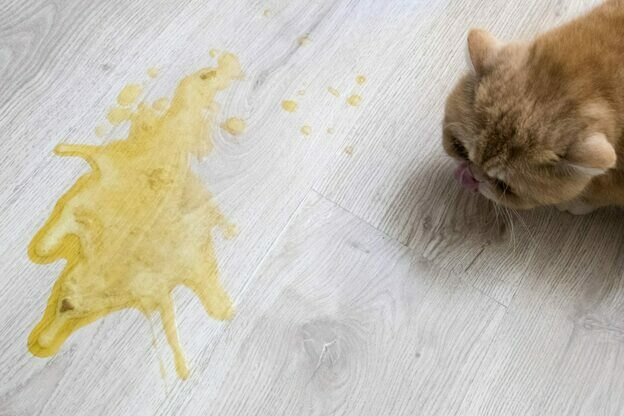 مراقبت از گربه ها