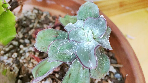 سفیدک پنبه ای روی گیاه