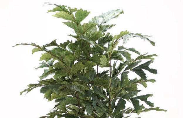 نخل زینتی
