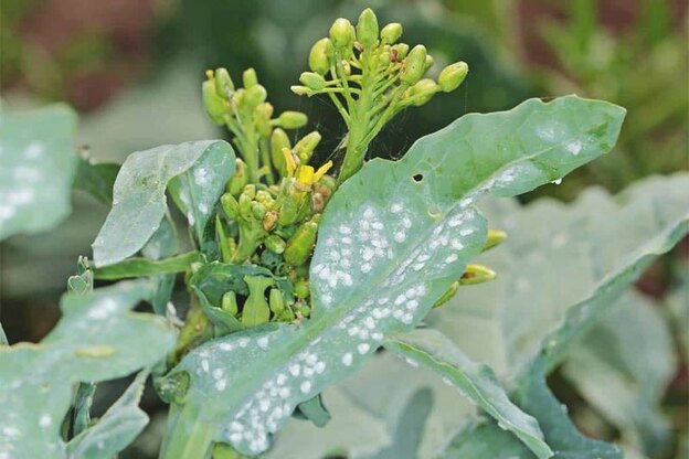 مگس های سفید