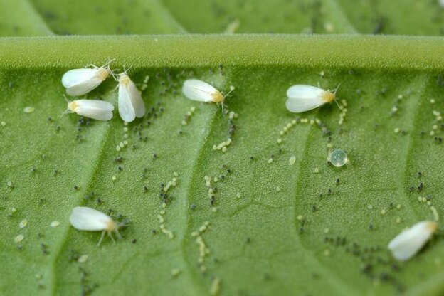 مگس های سفید 1