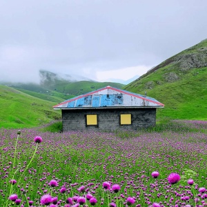 تصویر گالری