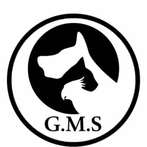 GMS