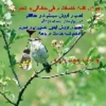 تصویر پروفایل حامد نافعی