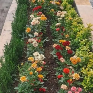 طاهره نودهانی