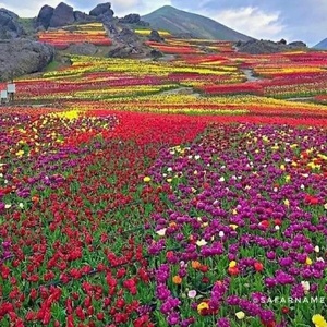 اکبر بداغی خوش نیت