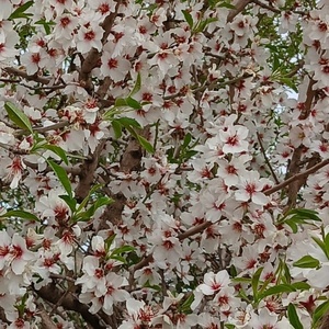 اعظم احمدی